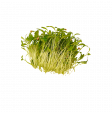 Coriander Sprouts