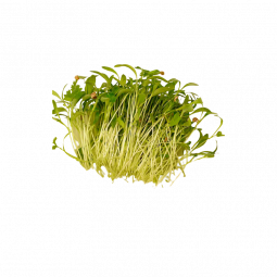 Coriander Sprouts