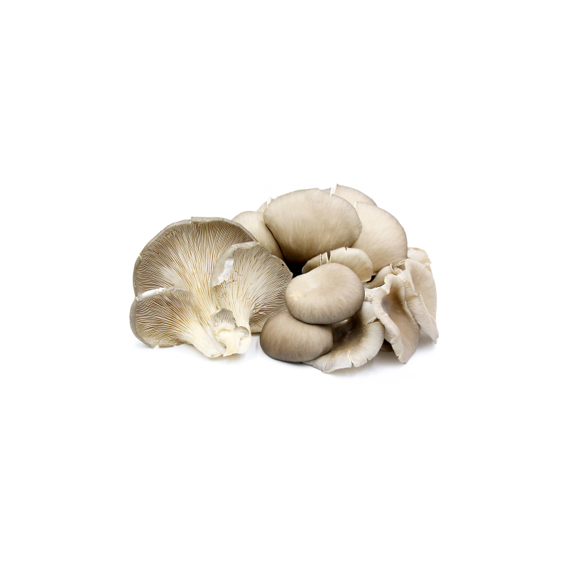 Mushroom Oyster