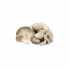 Oyster Grey Mushroom / Pleurote Grise