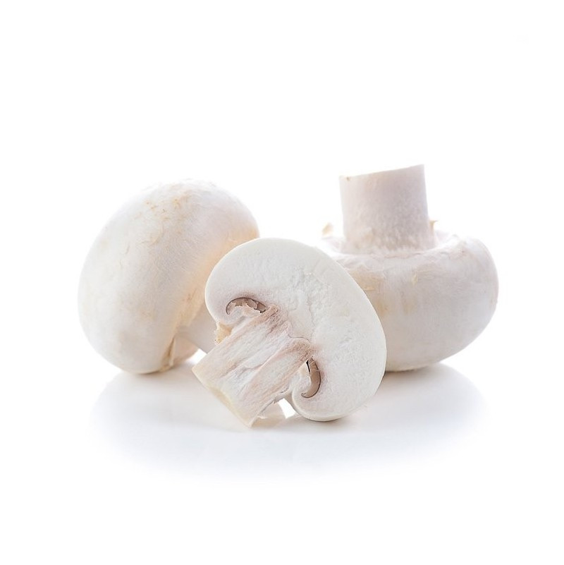 Mushroom Paris White