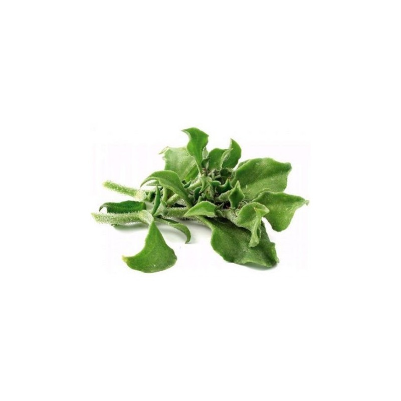 Salad IcePlant Salad IcePlant