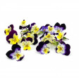 Flower Viola