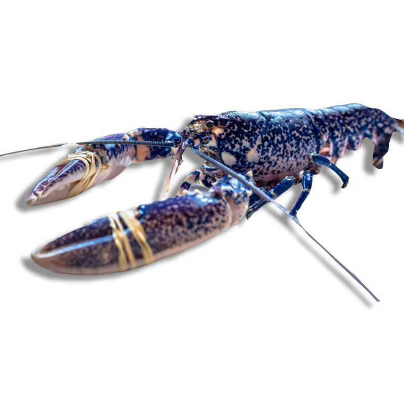 Blue Lobster