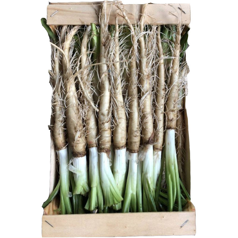 Baby Salsify