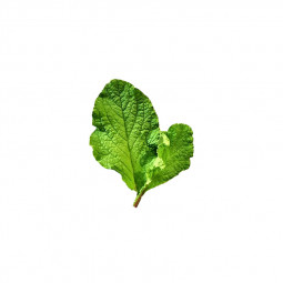 Borage Leaf