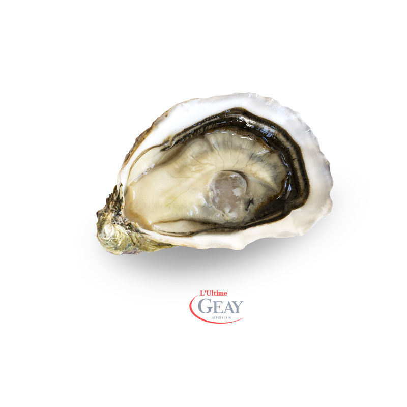open L'ultime Fine Oyster - GEAY