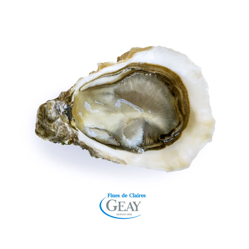 open Fine de Claire Oyster - GEAY open Fine de Claire Oyster - GEAY