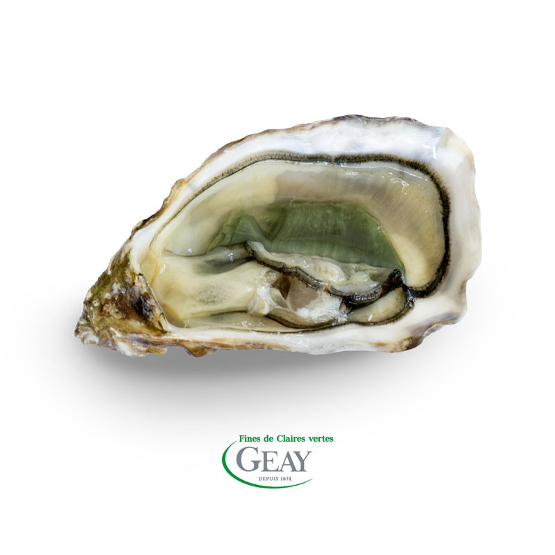 open Green Fine de Claire Oyster - GEAY open Green Fine de Claire Oyster - GEAY