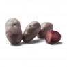 Potato Lily Rose, Bayard