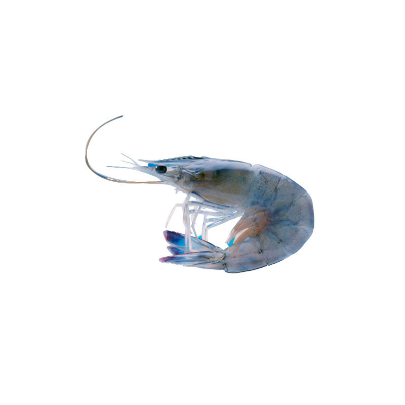 New Caledonian Blue Shrimp