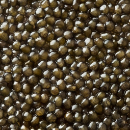 grains de Caviar Osciètre Gold