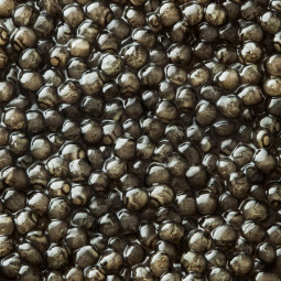 grains de Caviar Beluga Impérial