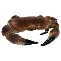 Brown/Edible Crab
