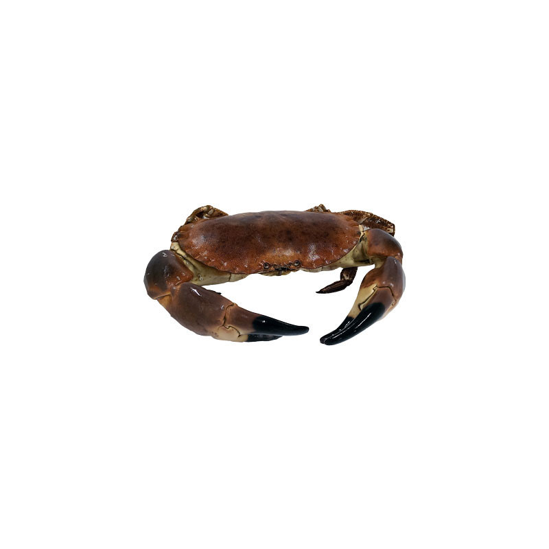 Brown/Edible Crab