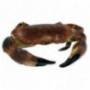 Brown/Edible Crab