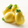 Yellow Round Zucchini