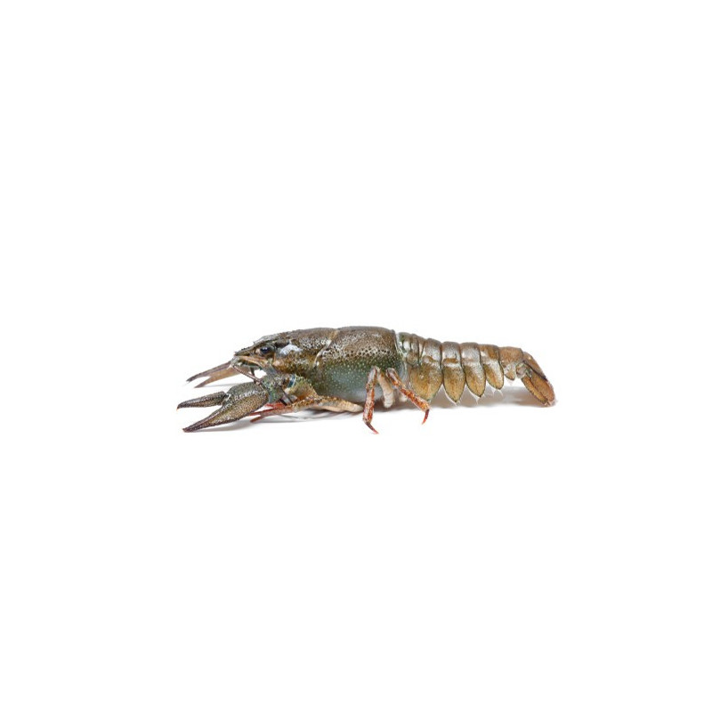 Crayfish