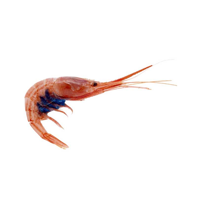 Blue Belly Shrimp 100-200 Blue Belly Shrimp 100-200