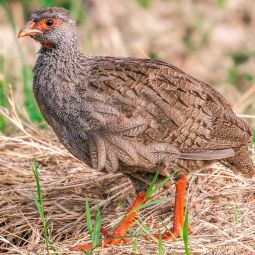 Red Partridge Fillet Without Skin