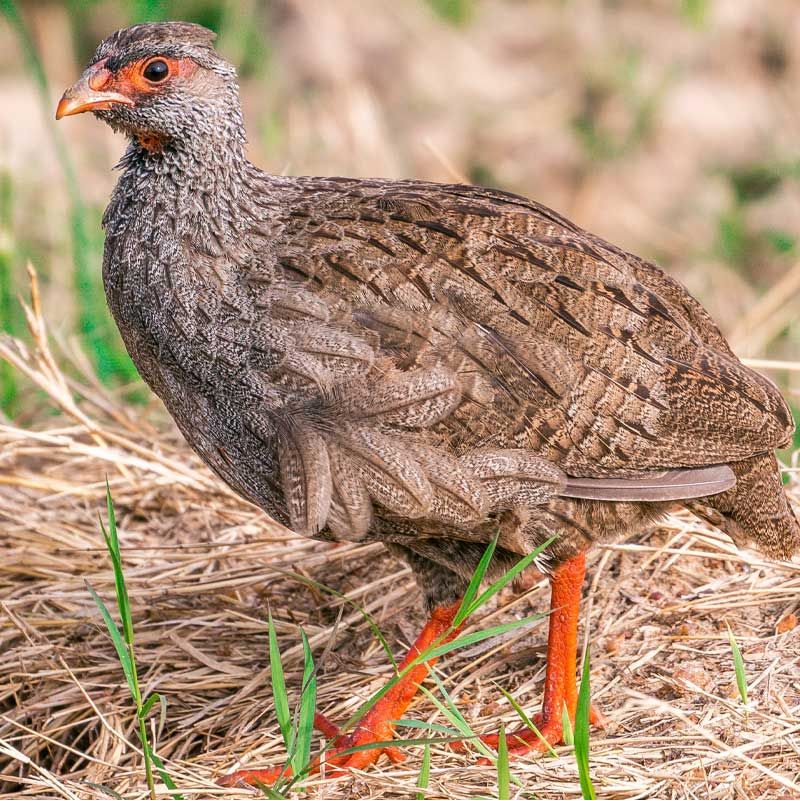 Red Partridge Fillet Without Skin