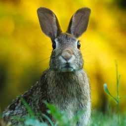 Rabbit From Beauce Vacuum Ready-to-Cook