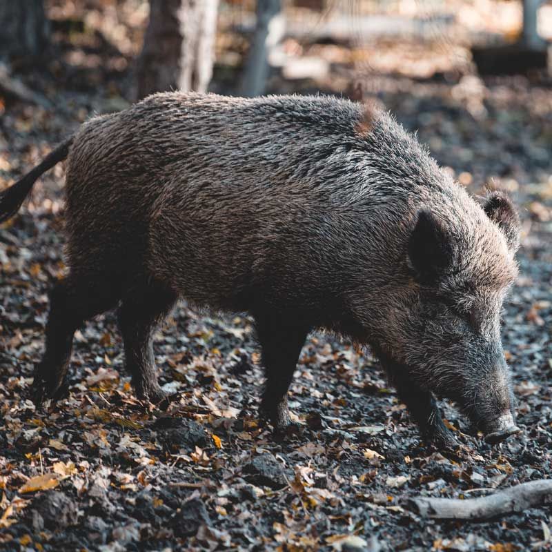 Civet de sanglier, Le Gue'lier.