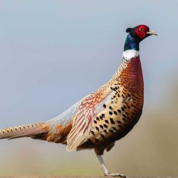 Pheasant Coq Ready-to-Cook "Premium"