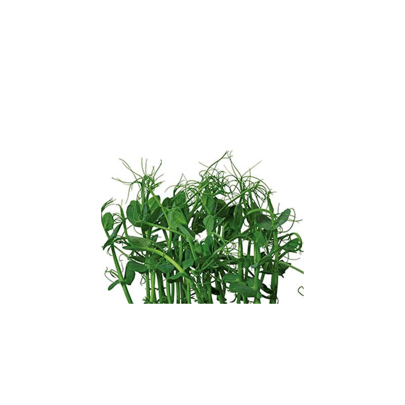 Affilla Cress