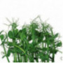 Affilla Cress