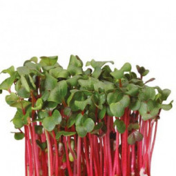 Chili Cress