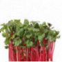 Chili Cress