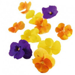 Flower Mixed Pansy