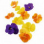 Flower Mixed Pansy