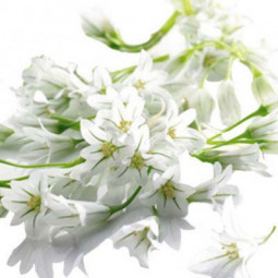 Flower White Garlic