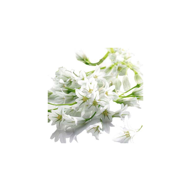 Flower White Garlic