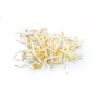 Soy Bean Sprouts