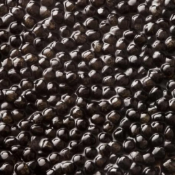 grains de Caviar Transmontanus
