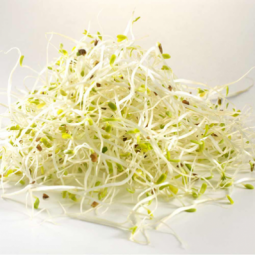 Alfalfa Sprouts