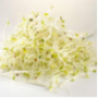 Alfalfa Sprouts