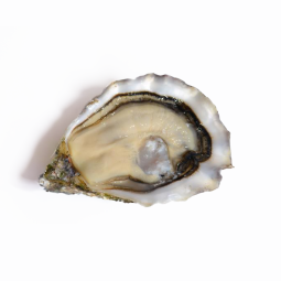 Spéciale Gillardeau Oyster