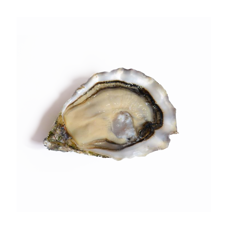 Spéciale Gillardeau Oyster