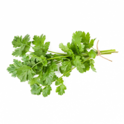 Coriander