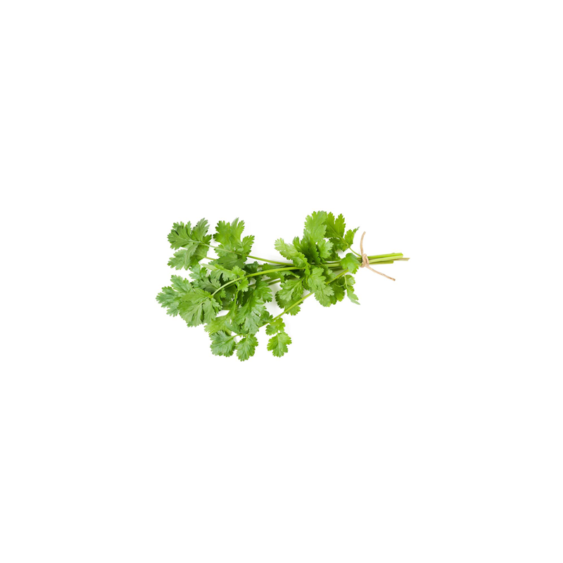 Coriander