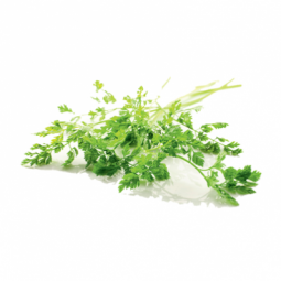 Chervil