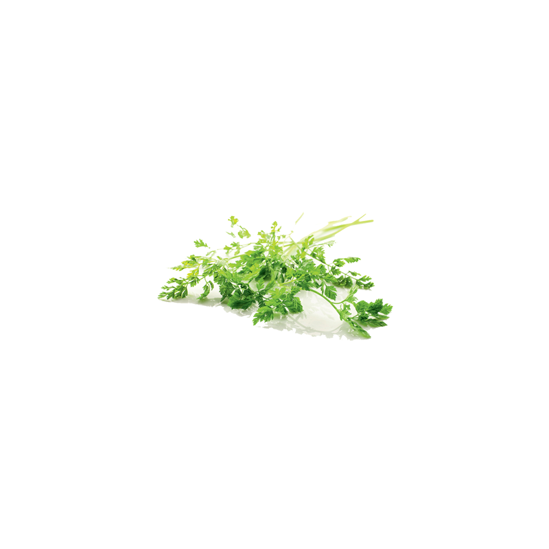 Chervil