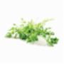 Chervil