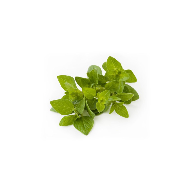 Oregano