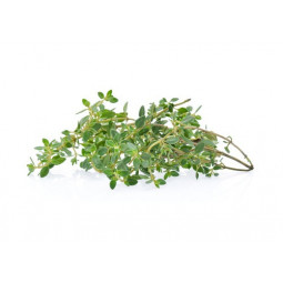 Lemon Thyme