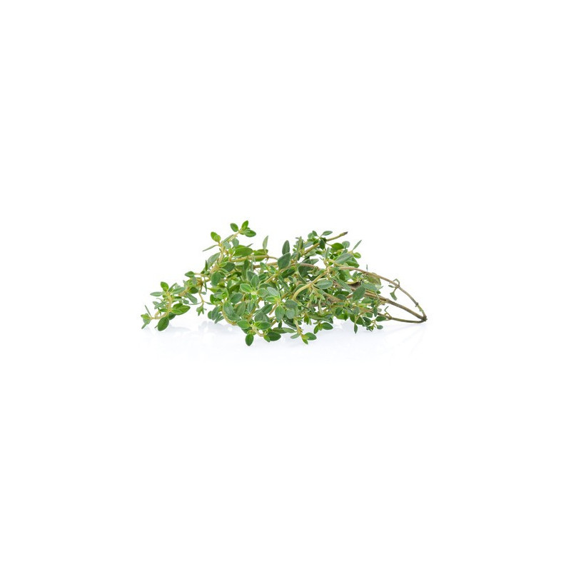 Lemon Thyme